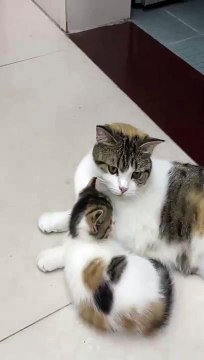 cat Cutest thing you'll see today