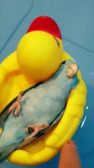 No Thoughts, Just Float