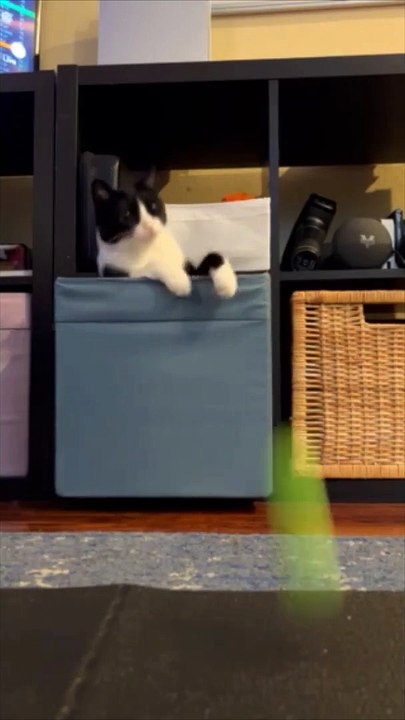 Rainbow The Goalkeeper Cat