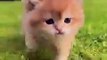 Beautiful Cats|Cats lovers|Animal lovers Funny and Amazing cats videos