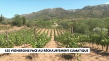 Réchauffement climatique : les vignerons s'adaptent