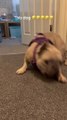 Dog Excitedly Does Hilarious Moves When Person Asks Her to Get Downstairs