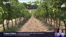 Dans le Sud-Est de la France, les vignerons du Luberon s'habituent à la sécheresse
