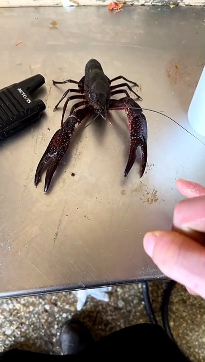 Crawfish Clamps Down
