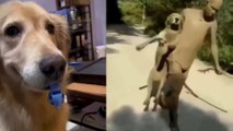 Funny Dogs And Cats Videos----Best Funniest Animal Videos---#114---أفضل أطرف مقاطع الفيديو الحيوانية