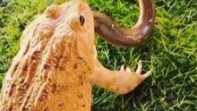 This toad devours a snake #snake # #nature #animals #toad #animalsfightingcompilation
