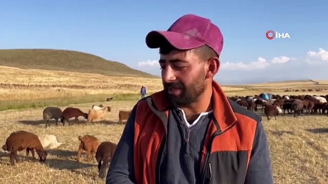 Yaylalarda koyun kırkma mesaisi başladı