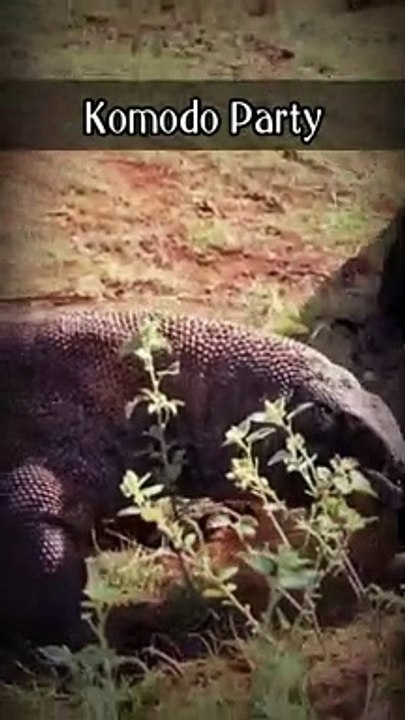 Komodo Party 1