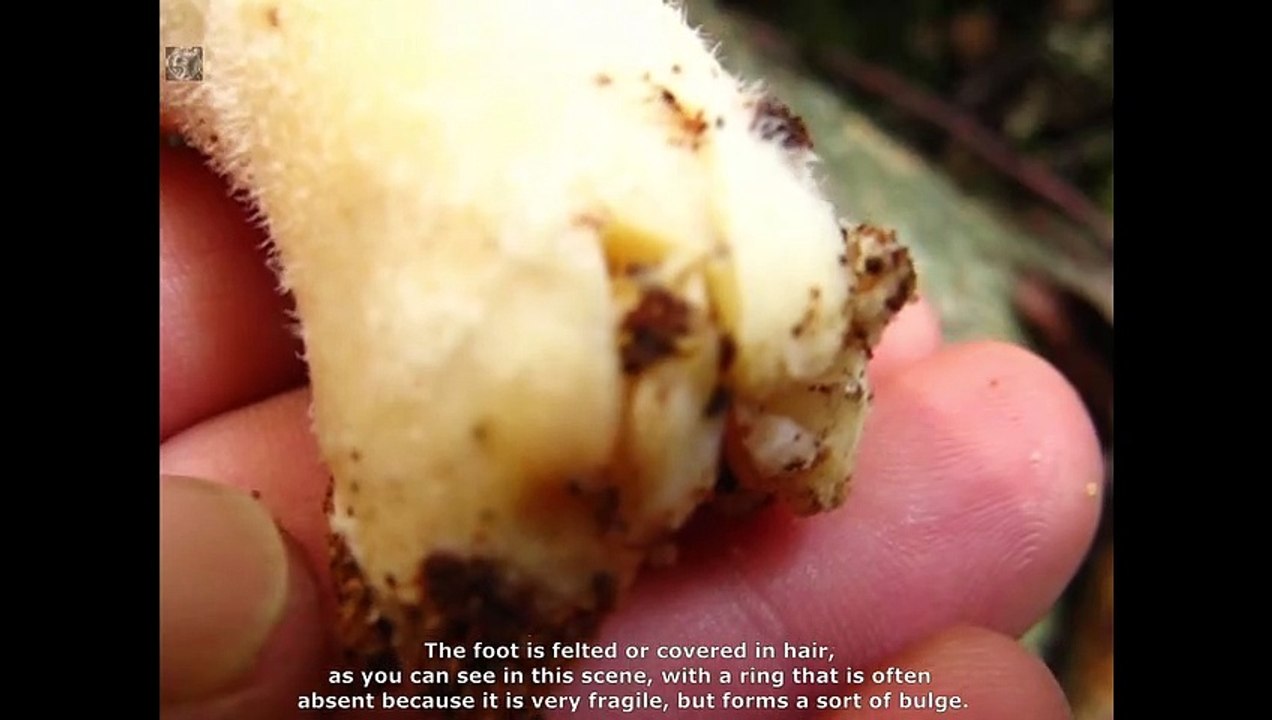 Pleurotus dryinus. Champimaginatis. English Text4