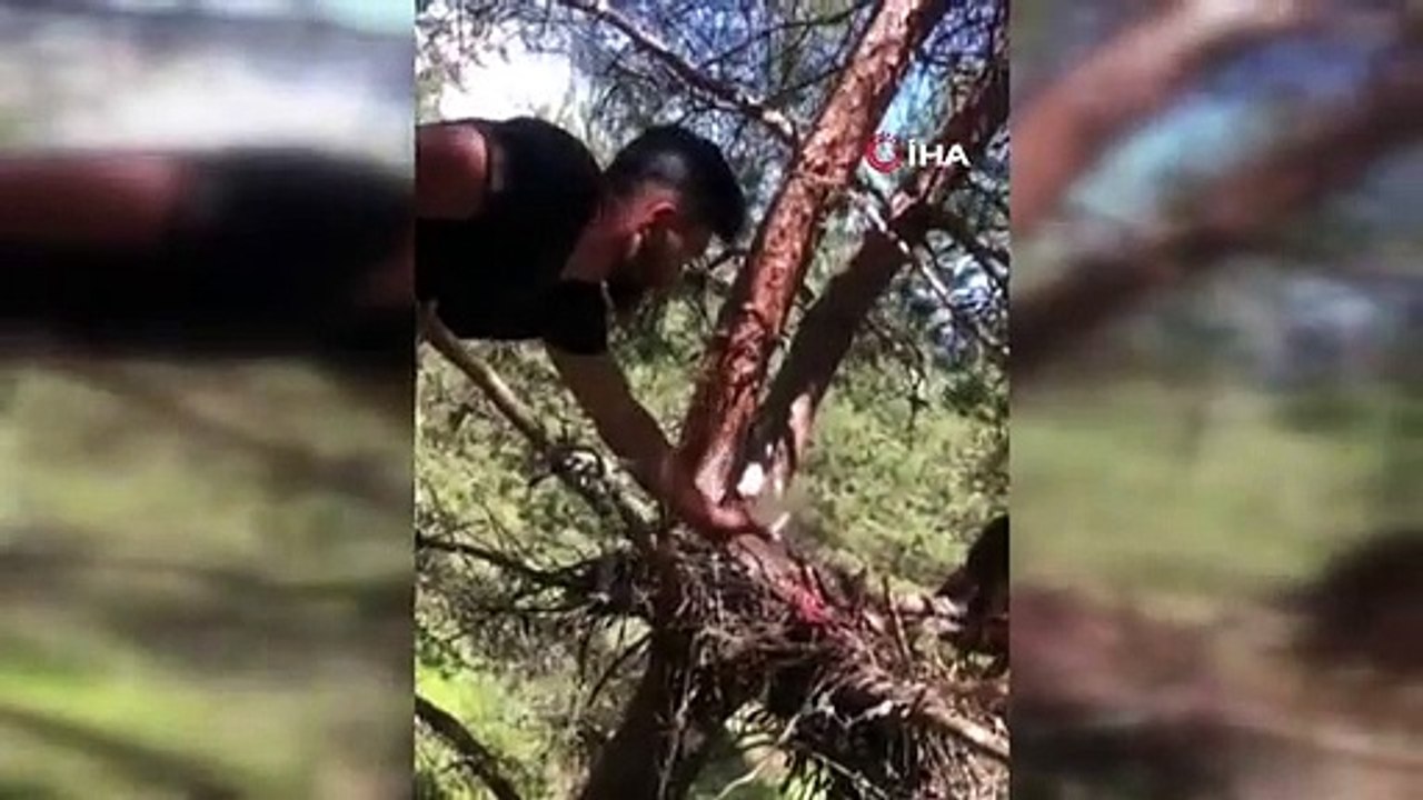 Ouvrier forestier nourrissant des bébés faucons dont la mère est morte