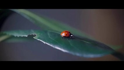 Ladybug & Cat Noir: Awakening streaming online