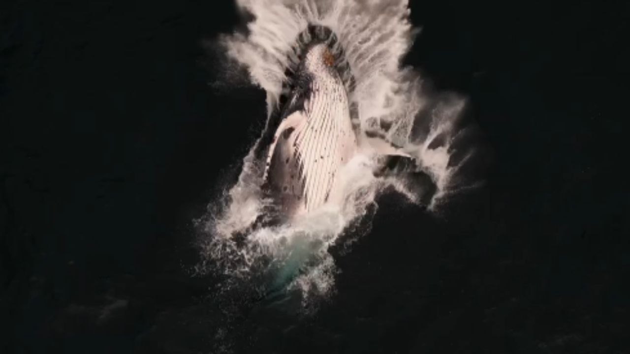 STUN-tacular bird's eye view of a colossal Humpback Whale breaching