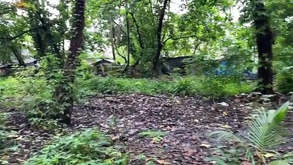 Myanmar'da Dang Humması Vakalarında Keskin Düşüş