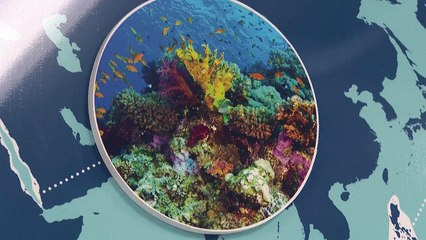 En Floride, course contre la montre pour les coraux, mis en danger par la chaleur