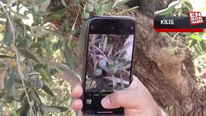 Tescilli Kilis zeytinyağının dünya pazarındaki payının artırılması hedefleniyor