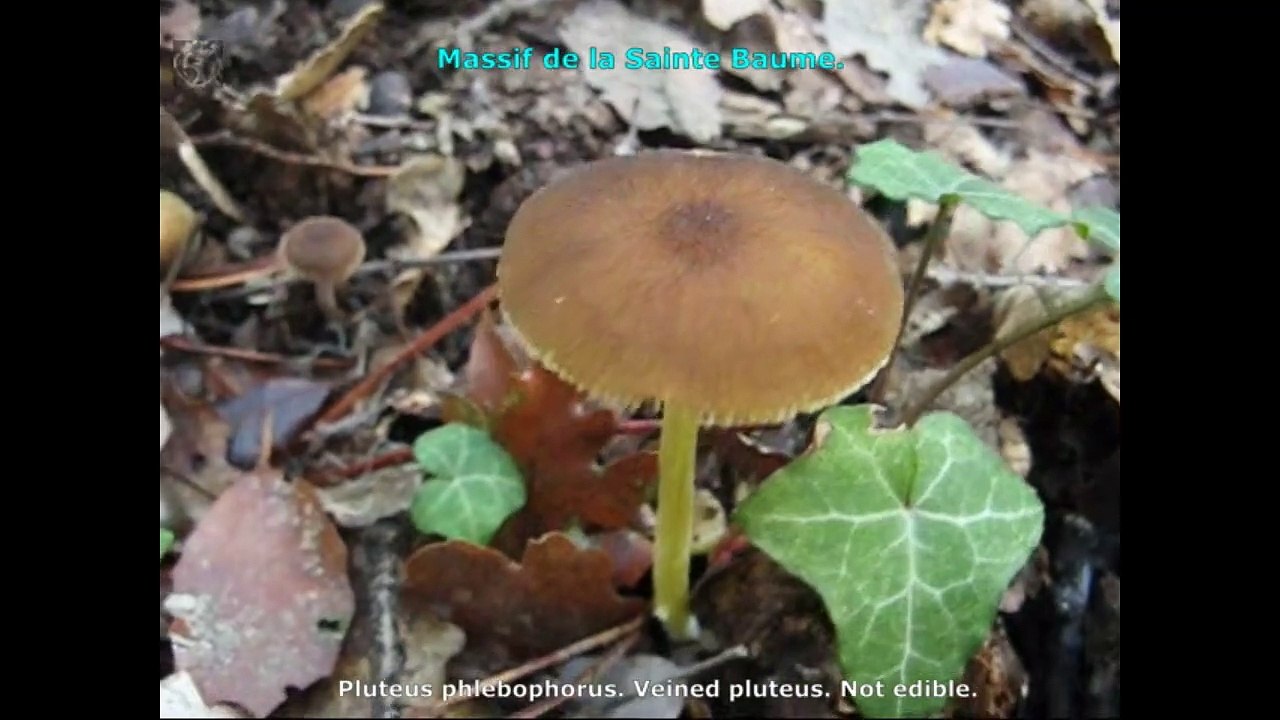 Pluteus phlebophorus. Champimaginatis. English Text