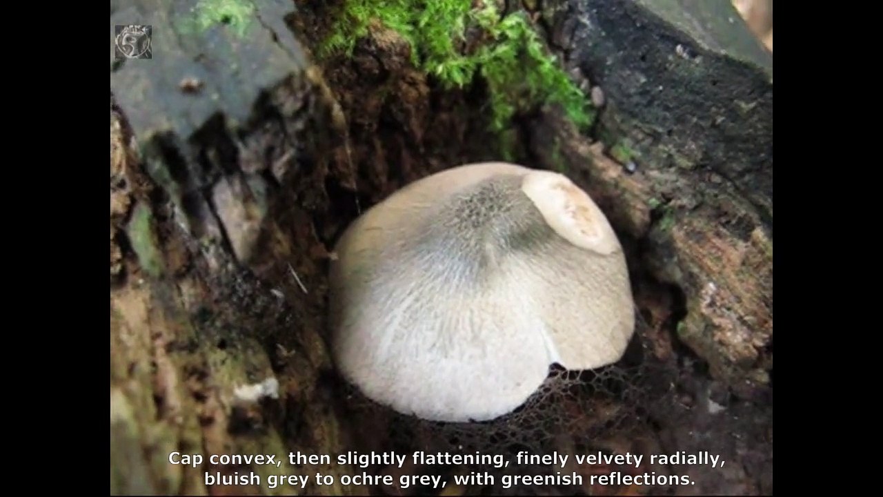Pluteus salicinus. Champimaginatis. English Text