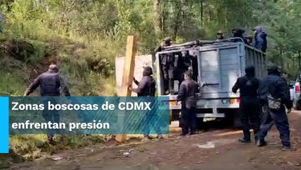 La batalla contra los talamontes en los bosques de la CDMX