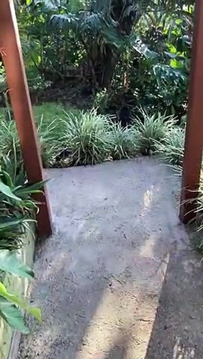 Coati Animal  2