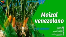 Cultivando Patria | Finca Los Manires producción de maíz blanco y amarillo