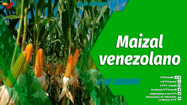 Cultivando Patria | Finca Los Manires producción de maíz blanco y amarillo