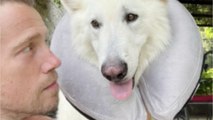GALA VIDEO - PHOTO - Julien Doré reconnaissant : son chien Jean-Marc est sain et sauf après 4 jours d’hospitalisation