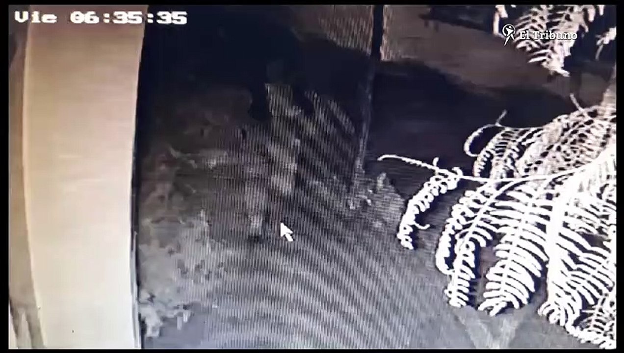 Nuevo video del robo de la bebe en Tartagal