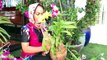 DIY Orchids -  Planting orchids in coconut shell _ The DIY Crafts