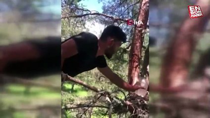 Karabük’te annesi ölen yavru şahinleri orman işçisi sahiplendi