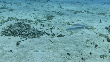 Scuba diver catches rare sight of gorgeous Sand Tilefish DISAPPEARING into sand