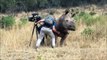 Quand un rhinocéros vient demander un gros calin à un cameraman