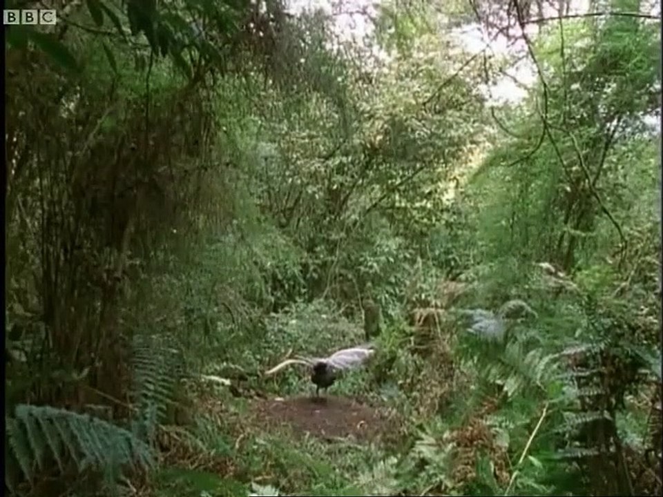 Cet oiseau imite tous les sons qu'il entend : oiseau Lyre
