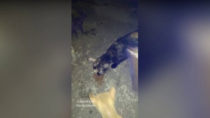 Why Do Orange Cats Have an Insatiable Appetite?