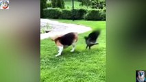 Funny cat and Dog videos 2023 / Best funniest Animals compilation