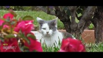 Konuşan Kedi 2 - komik hayvanlar