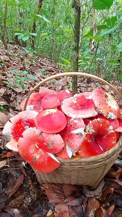 Lên rừng hái nấm, Mushroom in Forest - Video Dailymotion