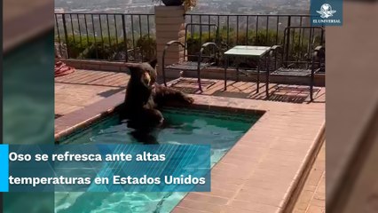 Captan a oso relajado dentro de un jacuzzi