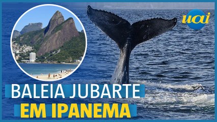 Baleia jubarte nada com filhote na praia de Ipanema, no RJ