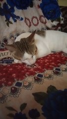 Cat Sleeping Cute Video