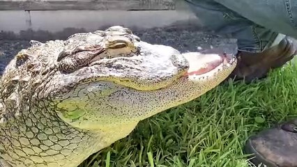 20 Unique Animals That Nature Treated Badly But They Chose To Live A Happy Life