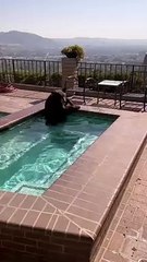 Vídeo. Onda de calor na Califórnia leva urso a recorrer ao... jacuzzi