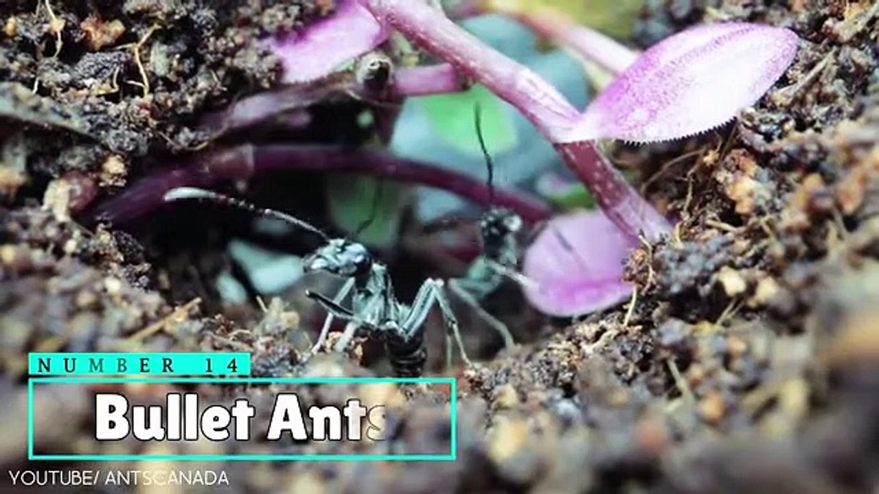 18 Most Harmful Insects to Humans