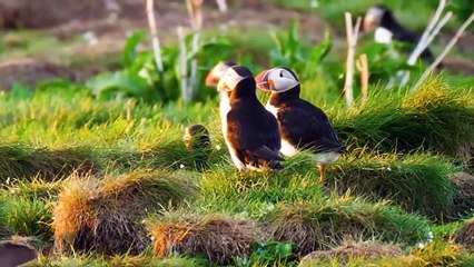 12 Cutest Birds in the World