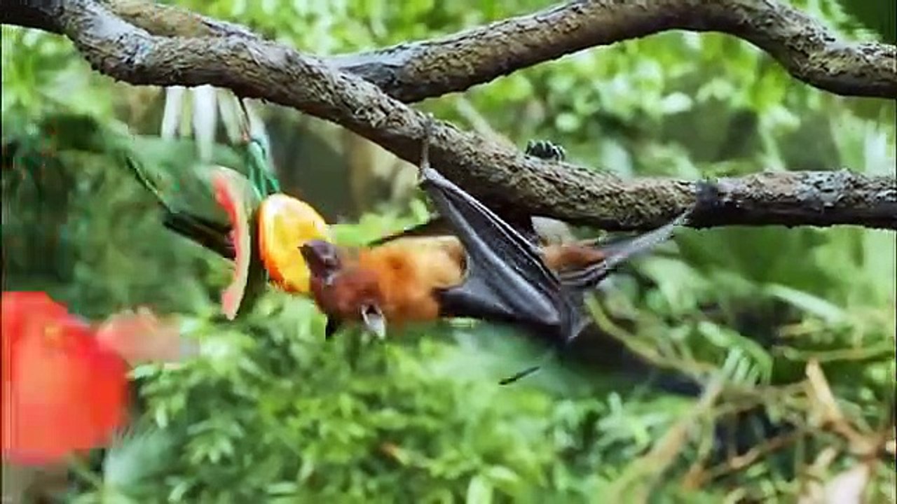 12 Arboreal Animals That Hate Each Other video Dailymotion