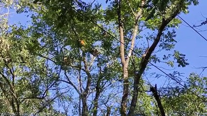 10 Unique Monkeys You Won't Believe Exist