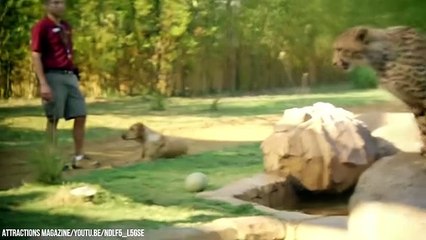 10 Unbelievable Unlikely Animal Friendships