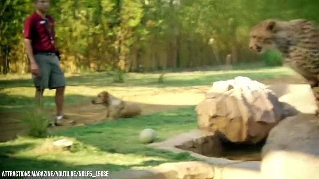 10 Unbelievable Unlikely Animal Friendships