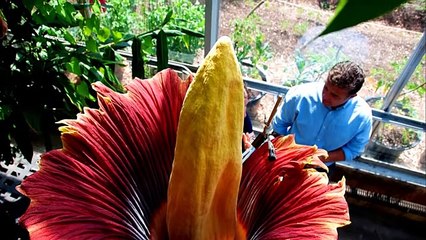 10 Strangest Plants on Planet Earth - World's Largest Flower