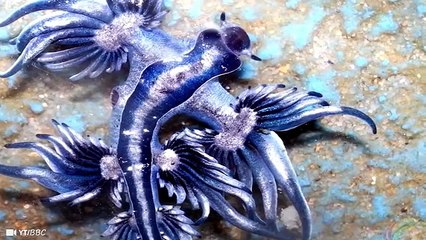 10 Mythical Creatures That Exist In the Wild