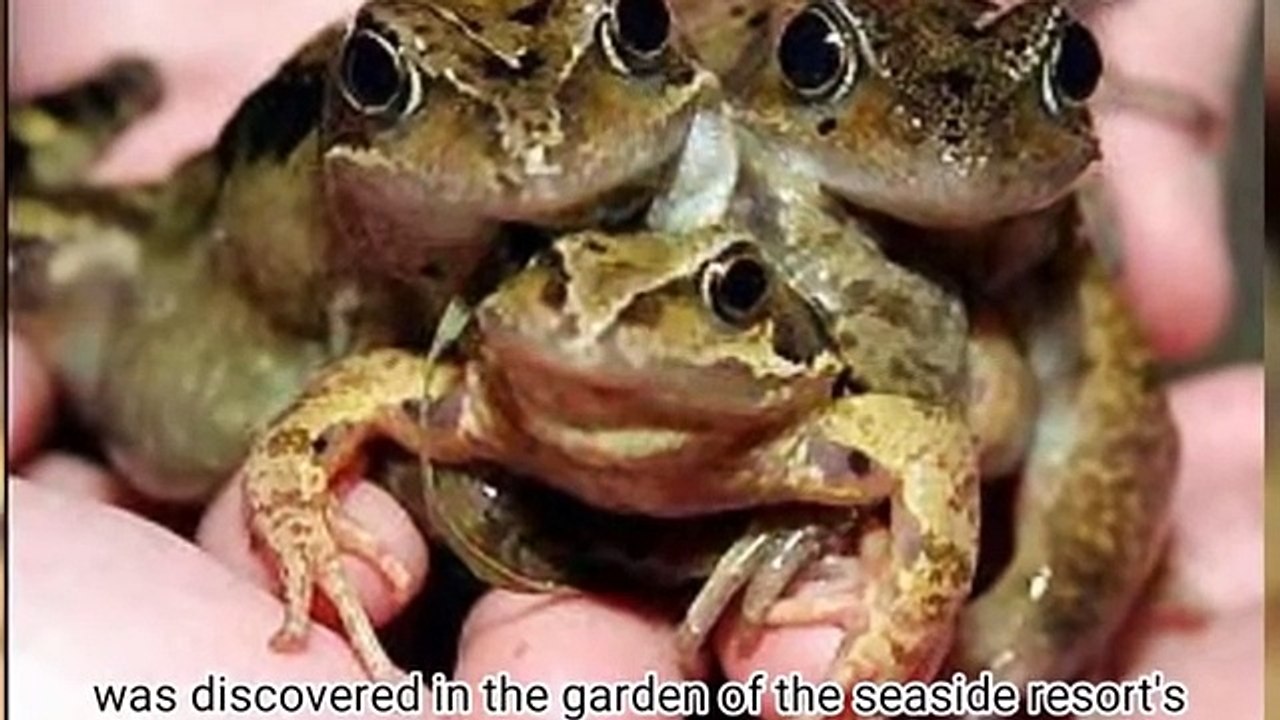 10 Mutant Animals
